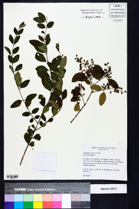 Ligustrum sinense image