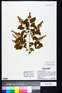 Ligustrum sinense image