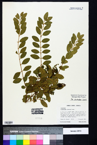 Ligustrum sinense image