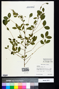 Ligustrum sinense image