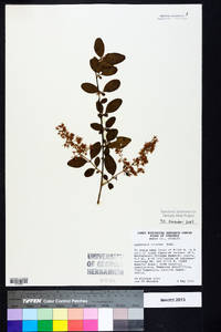 Ligustrum sinense image
