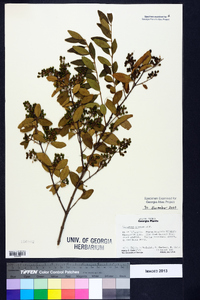 Ligustrum sinense image