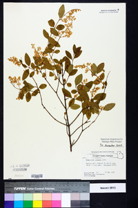 Ligustrum sinense image