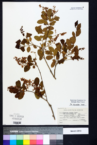 Ligustrum sinense image