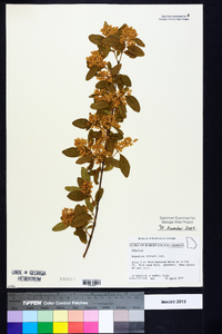 Ligustrum sinense image