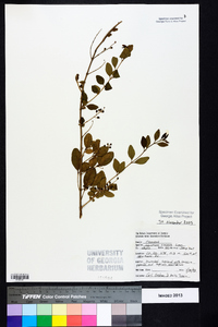 Ligustrum sinense image