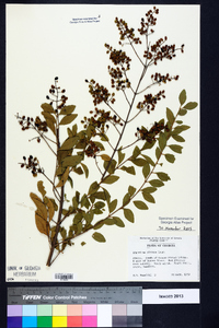 Ligustrum sinense image