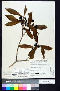 Osmanthus americanus image