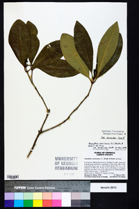 Osmanthus americanus image