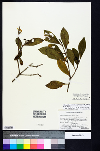 Osmanthus americanus image