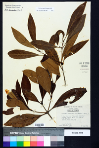 Osmanthus americanus image