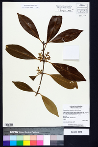 Osmanthus americanus image