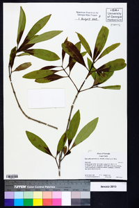 Osmanthus americanus image