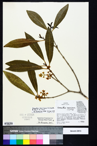 Osmanthus americanus image