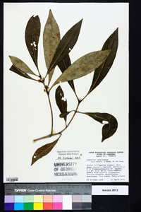 Osmanthus americanus image