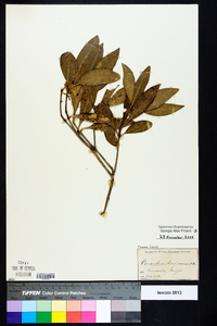 Osmanthus americanus image