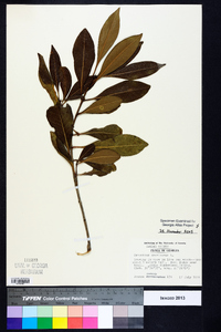 Osmanthus americanus image