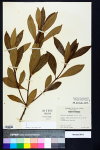 Osmanthus americanus image