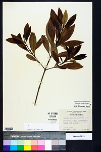 Osmanthus americanus image