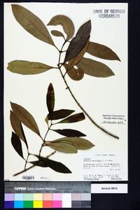 Osmanthus americanus image