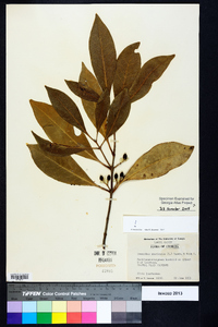 Osmanthus americanus image