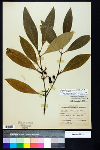 Osmanthus americanus image