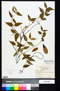 Gelsemium rankinii image
