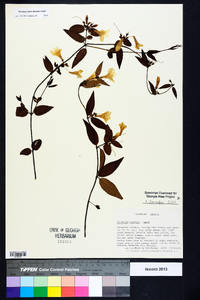 Gelsemium rankinii image