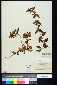 Gelsemium rankinii image