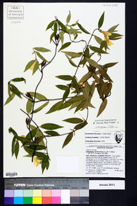 Gelsemium sempervirens image