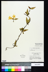 Gelsemium sempervirens image