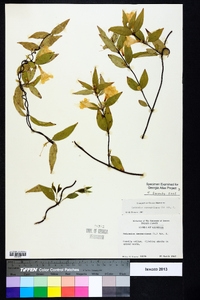 Gelsemium sempervirens image