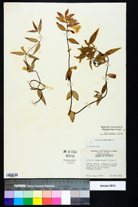 Gelsemium sempervirens image