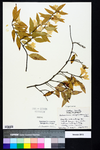 Gelsemium sempervirens image