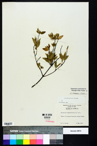 Gelsemium sempervirens image