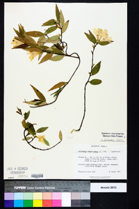 Gelsemium sempervirens image