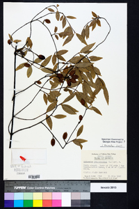 Gelsemium sempervirens image