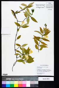 Gelsemium sempervirens image