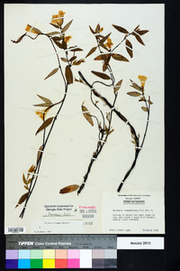 Gelsemium sempervirens image