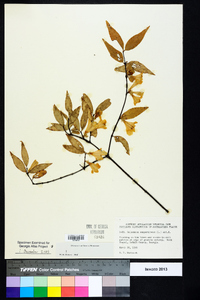 Gelsemium sempervirens image