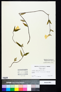 Gelsemium sempervirens image