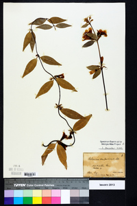 Gelsemium sempervirens image