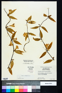 Gelsemium sempervirens image