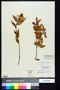 Gelsemium sempervirens image