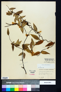 Gelsemium sempervirens image