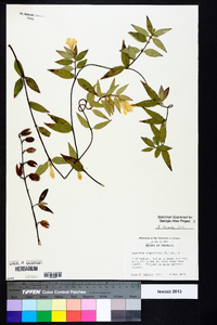 Gelsemium sempervirens image