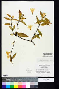 Gelsemium sempervirens image