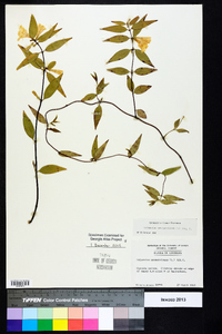 Gelsemium sempervirens image