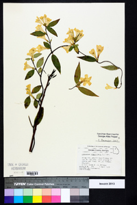 Gelsemium sempervirens image