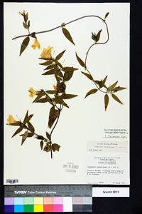 Gelsemium sempervirens image